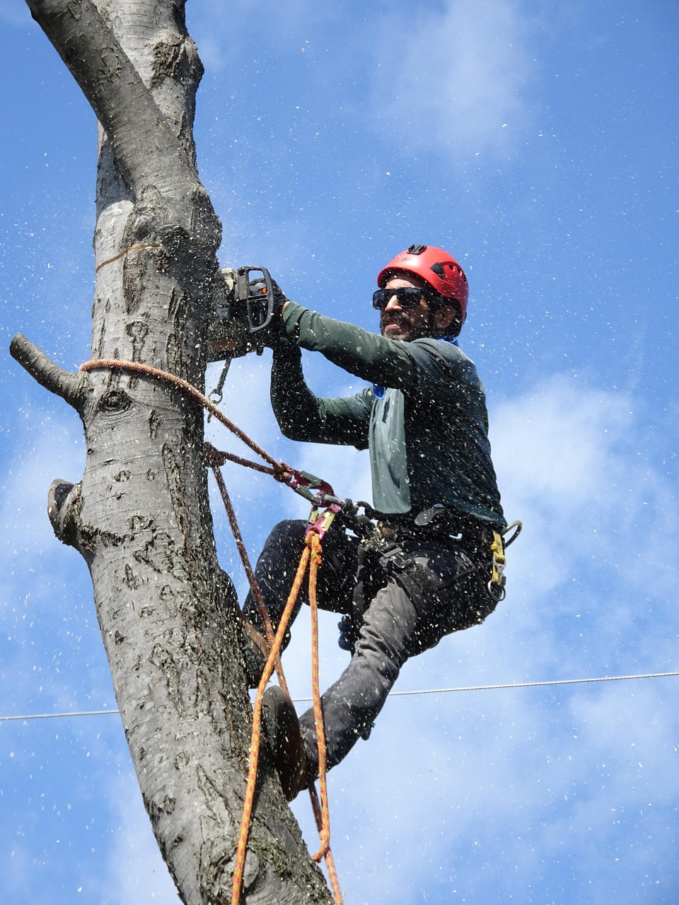lumberjack, tree-service, tree-trimming, tree-worker, tree-cutting, tree-felling, timber, salas services, blue service, lumberjack, lumberjack, lumberjack, lumberjack, lumberjack