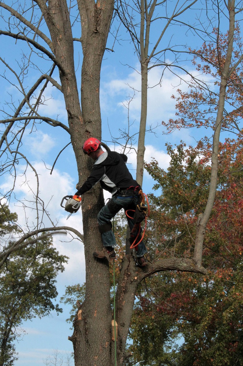 tree, emerald ash borer, limbing, chainsaw, disease, trimming, tree service, trunk, ash, arborist, woodsman, tree trimming, lumberjack, safety gear, branch, cut, cutting, climb, balance, tree service, arborist, arborist, arborist, arborist, arborist