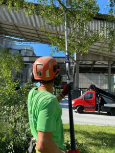 Tree Trimming in Las Vegas